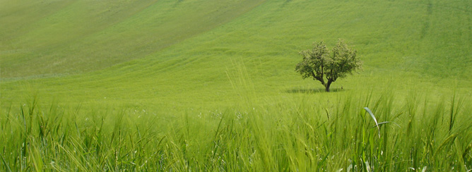 Fattoria Biologica Recchi